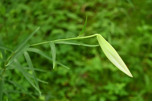 サツキユリ,ささゆり