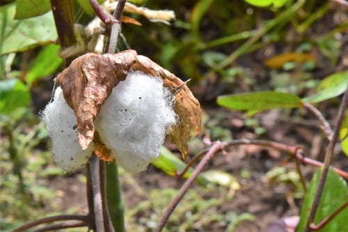 綿の花,こっとん,草木
