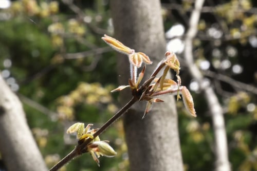 長者の木,芽吹き,メグスリノキ,植物