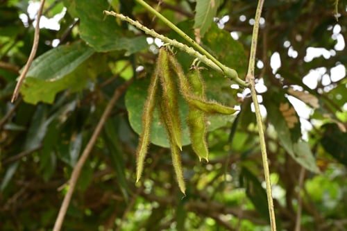 マメがなる蔓,クズ,くず,葛