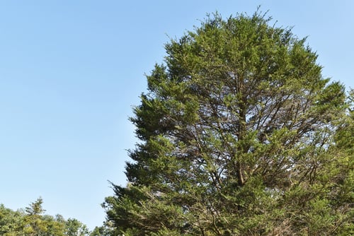 ツガ,トガ,つが,樹木