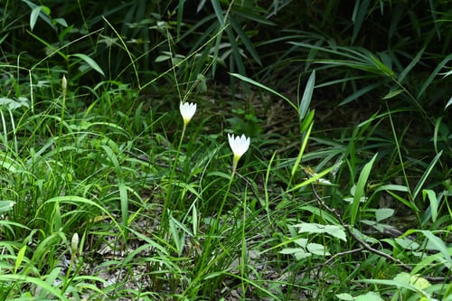 タマスダレ,たますだれ,花