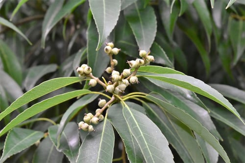 シラカシの実,どんぐり,白樫