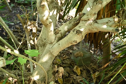酔芙蓉,幹,特徴,すいふよう