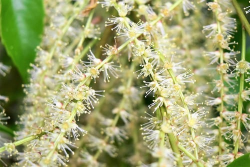 sirakasi ,画像,図鑑,しらかし,シラカシ