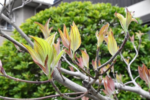 ハナミズキ,葉っぱ,はなみずき,花水木