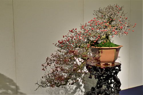 bonsai,mayflower