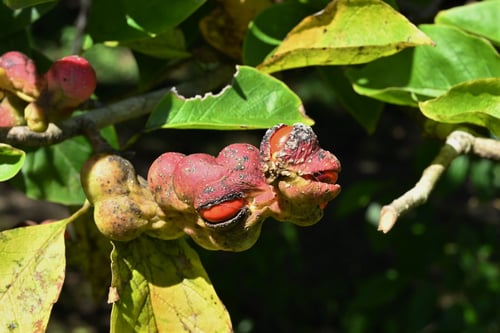 花,コブシ,辛夷,果実