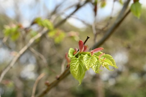 シナノキ,しなのき,樹木