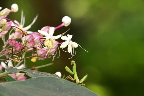 Harlequin glorybower,臭桐の意味