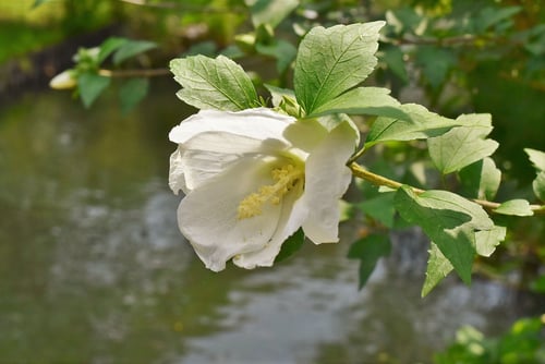ムクゲの木,槿の花の色,むくげ,木槿