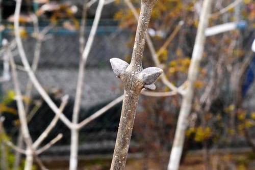 アオダモ,特徴的な冬芽,あおだも