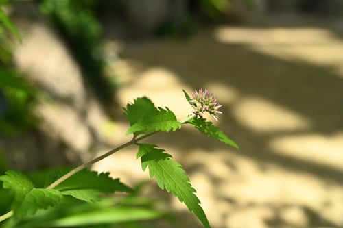 ひよどりばな,ヒヨドリバナ,画像