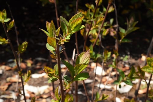 しもつけ,植物,新芽,シモツケ