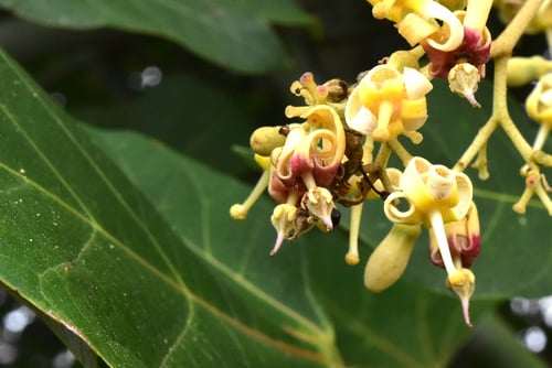 アオギリの雌花,あおぎり,青桐