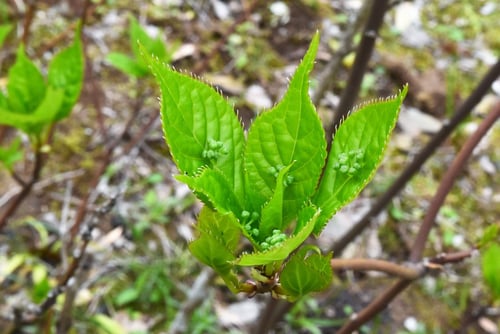 ハナイカダの山菜,はないかだ