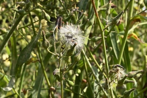 種子,あきののげし,アキノノゲシ