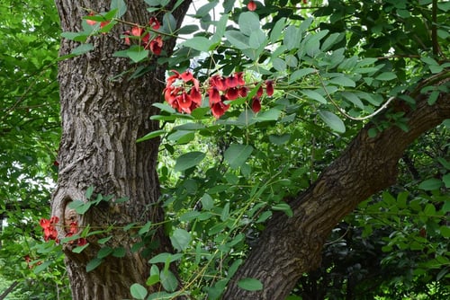 かいこうず,あめりかでいご,幹,カイコウズ