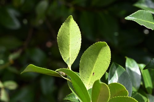 寒椿,かんつばき,図鑑,カンツバキ