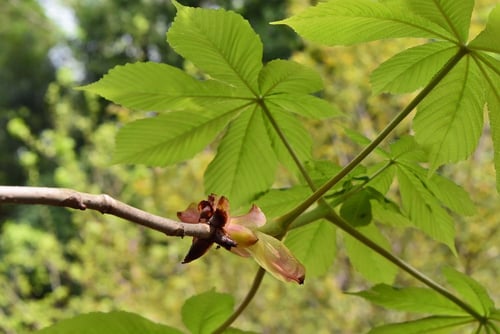 馬栗の木,葉,とちのき,トチノキ