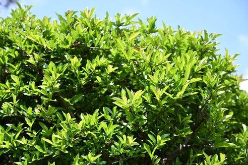 トキワサンザシ,樹木,ぴらかんさ