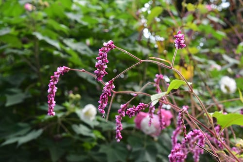 オオケタデ,おおけたで,季節