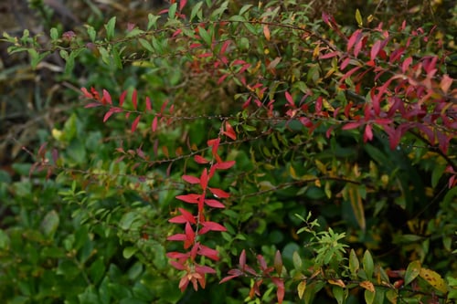 ゆきやなぎ,植物,雪柳