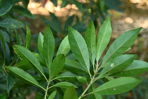ホルトノキ,ほるとのき,葉っぱ
