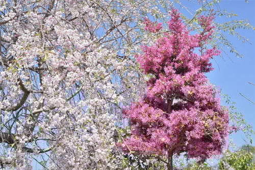 トキワマンサク,ときわまんさく,開花時期