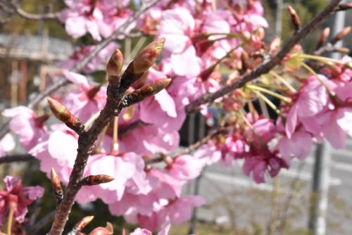 葉っぱ,ようこうざくら,陽光桜