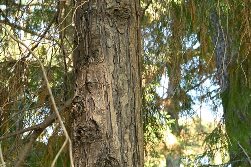 Lawson's cypress,Port-Orford Cedar