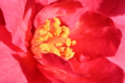 寒椿,画像,カンツバキ