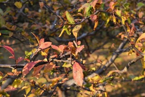 ハナカイドウ,紅葉,はなかいどう