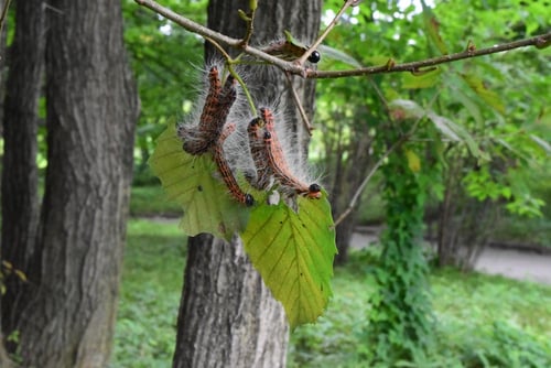 コナラ,葉,毛虫