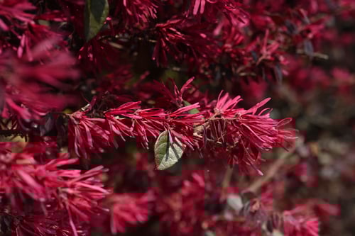 常盤まんさく,ときわまんさく,花言葉,トキワマンサク