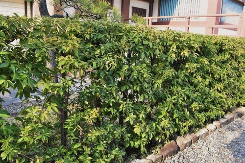 樫の木の生垣の画像