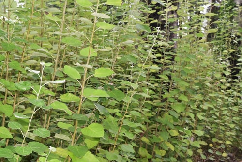 ギンドロの木,ひこばえ,ぎんどろ