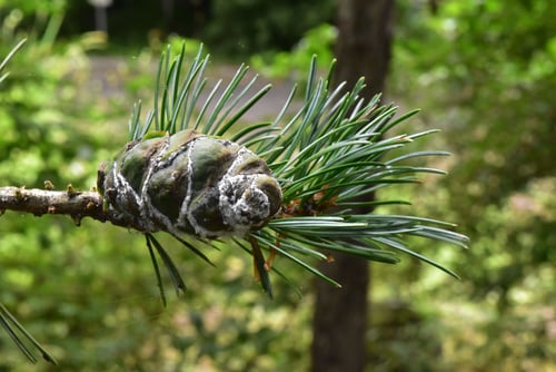 五葉松,球果,ゴヨウマツ