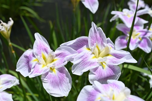 はなしょうぶ,花の種類