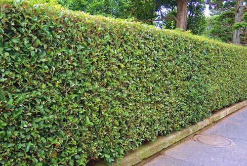 ひいらぎもくせいの垣根