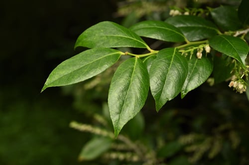 しゃしゃん坊,葉っぱ,シャシャンボ