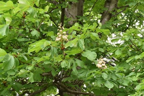 マロニエ,まろにえのはな,樹木,植物