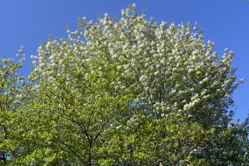 アオダモの木の花,あおだも,植物