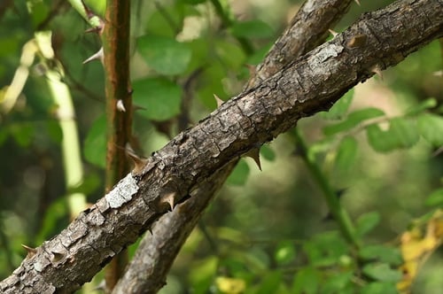野茨,幹,ノイバラ