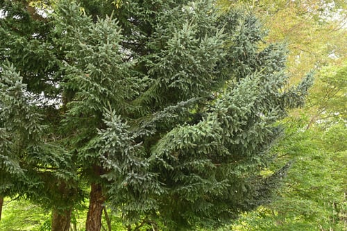 見分け,あかえぞまつ,違い,特徴,アカエゾマツ