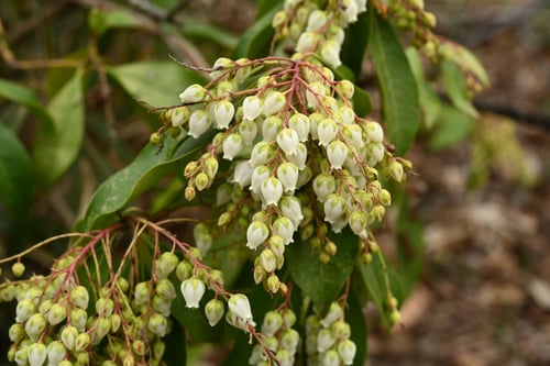 アセビ,馬酔木の花