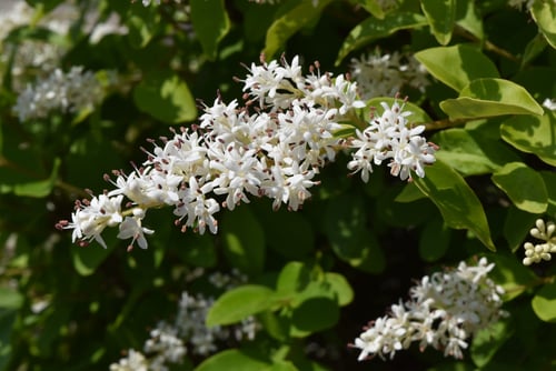 プリベットとプリペット,ぷりぺっと