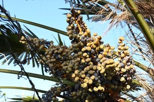 シュロの木,棕櫚,実,種子,しゅろ