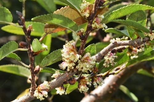 あきにれ,花,アキニレ