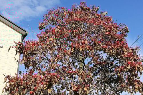 花水木の実,はなみずき,ハナミズキ